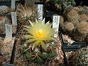 Coryphantha andreae